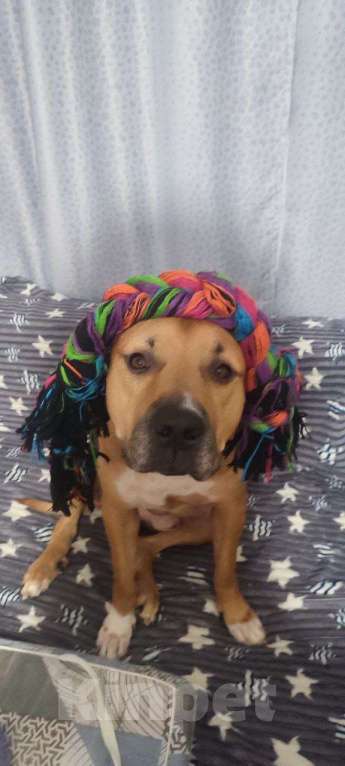 Собаки в Санкт-Петербурге: Харди в добрые руки. Мальчик, Бесплатно - фото 5