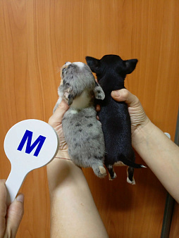 Чихуахуа щенки