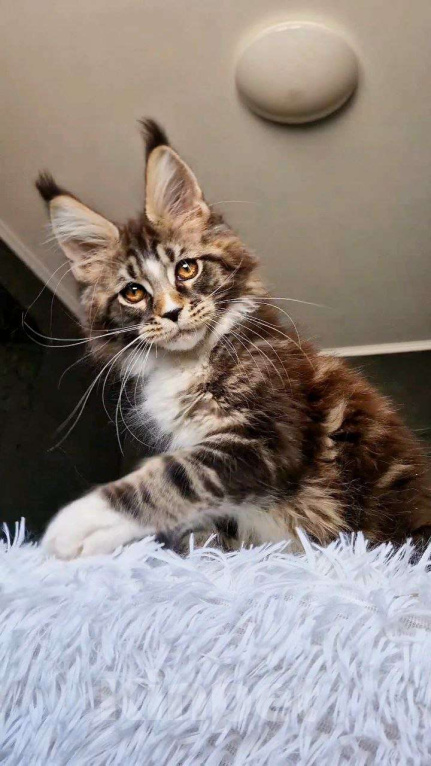 Кошки в Тюмени: Котенок мейн кун кот Мальчик, 120 000 руб. - фото 2