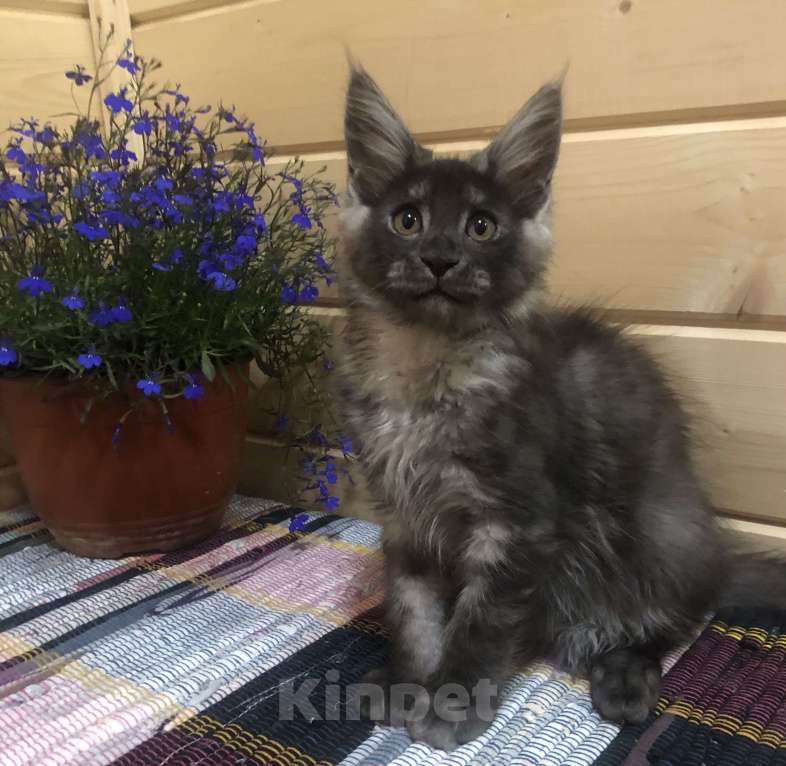 Кошки в Санкт-Петербурге: Котик мейн кун чёрный дымный Мальчик, 50 000 руб. - фото 2