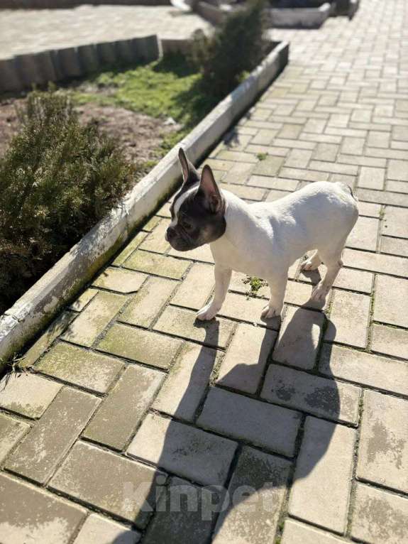 Собаки в Севастополе: Щенок французского бульдога Девочка, 35 000 руб. - фото 2