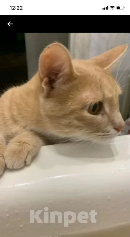 Кошки в Тольятти: Коты в добрые руки Мальчик, 1 руб. - фото 1