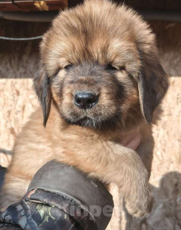 Собаки в Екатеринбурге: Щенки тибетского мастифа Девочка, Бесплатно - фото 2