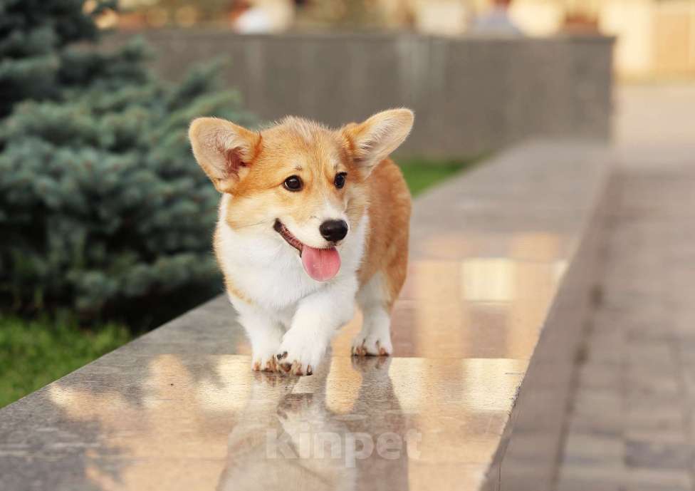 Собаки в Москве: Вельш корги пемброк для души Мальчик, 50 000 руб. - фото 3