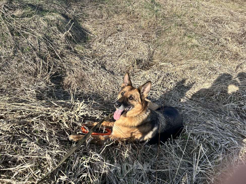 Собаки в других городах Московской области: Красавица Соня ищет дом Девочка, Бесплатно - фото 3