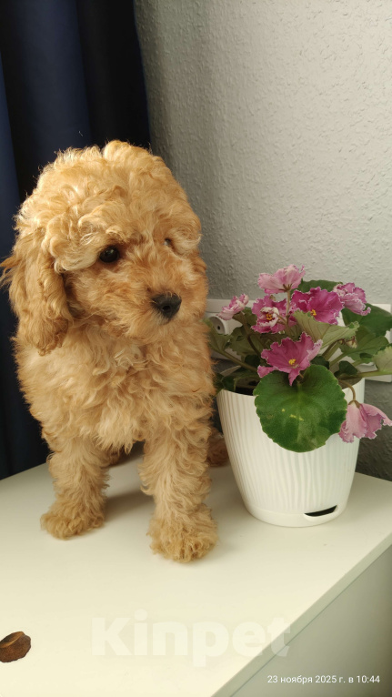 Собаки в Мытищах: Миниатюрный пудель Абель Девочка, 90 000 руб. - фото 5