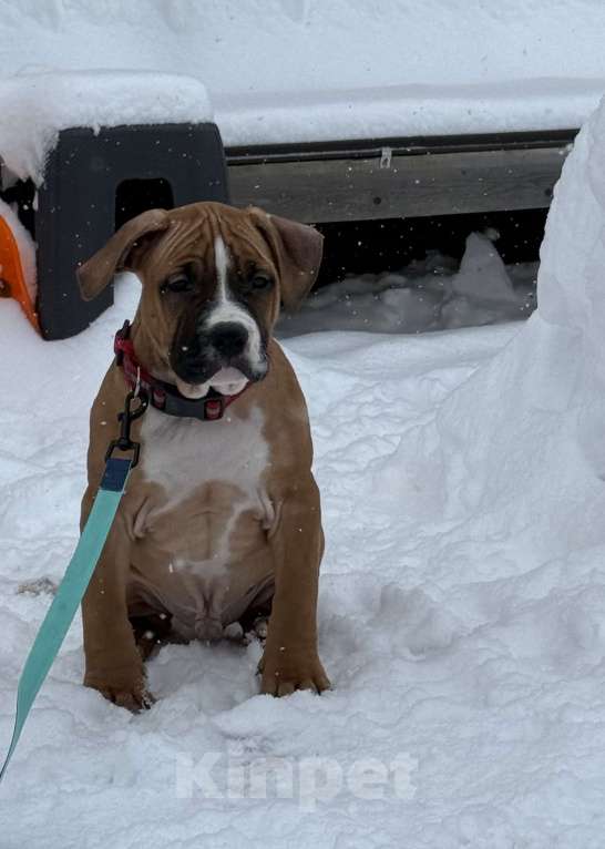 Собаки в Москве: Щенок американского стаффордширского терьера! Мальчик, 60 000 руб. - фото 3