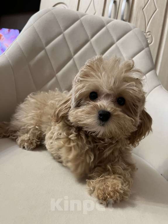 Собаки в Санкт-Петербурге: Супер-девочка мини мпльтипу ф-1 тэдди Девочка, Бесплатно - фото 2