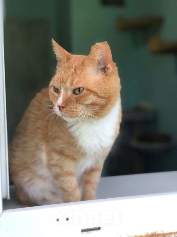 Кошки в Дмитрове: Выброшен, предан и никому не нужен. Мальчик, Бесплатно - фото 3