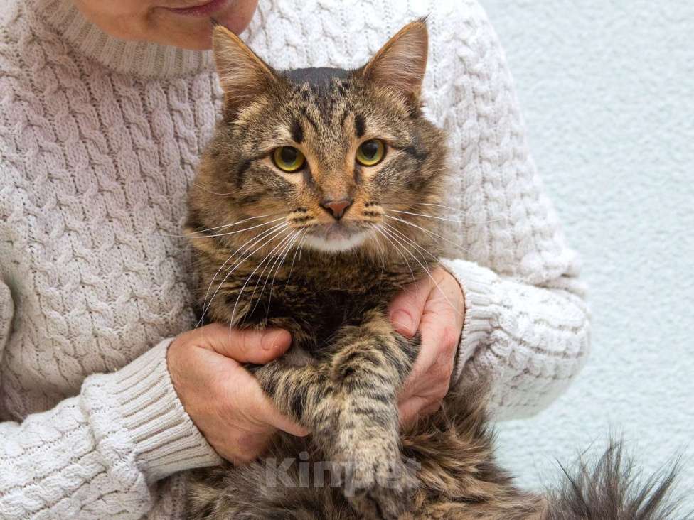 Кошки в Москве: Пушистый сибиряк Симба в добрые руки Мальчик, 1 руб. - фото 2