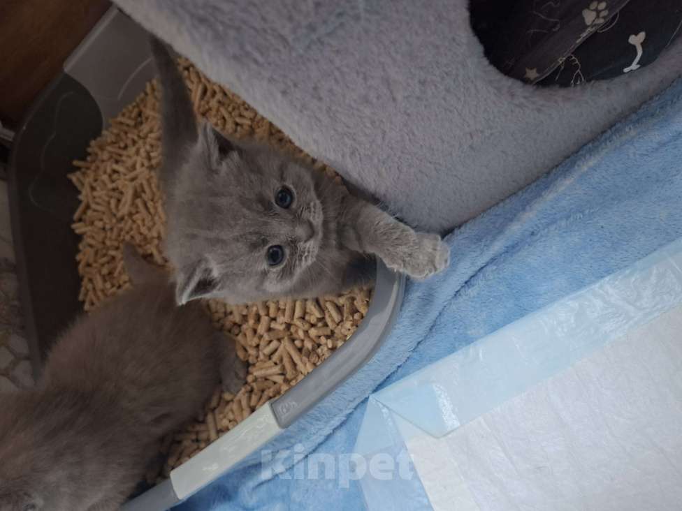 Кошки в Санкт-Петербурге: Продается Шотландский прямоухий мальчик Мальчик, 30 000 руб. - фото 9