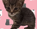 Кошки в Люберцах: Бесплатно в добрые руки  Мальчик, Бесплатно - фото 1