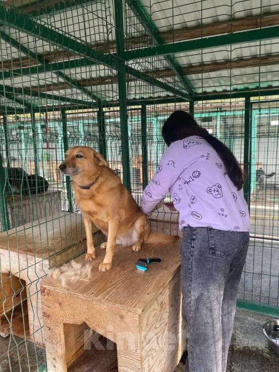 Собаки в других городах Краснодарского края: Молли из приюта Поводог Сочи (отправим в любой город) Девочка, Бесплатно - фото 4