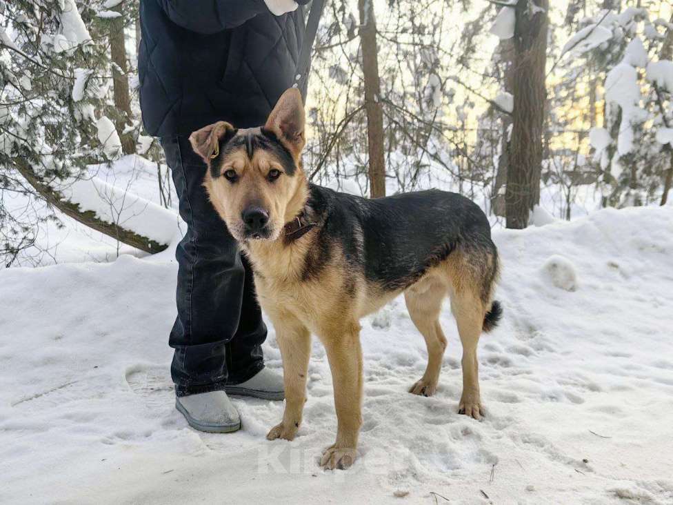 Кошки в Балашихе: хотели отравить, успели спасти классный собакен ищет дом Девочка, Бесплатно - фото 2