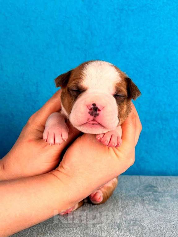 Собаки в Москве: Шикарный парень амстаффа Мальчик, 90 000 руб. - фото 6