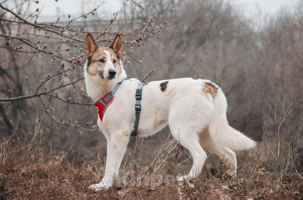 Собаки в Москве: Миндаль - для того, кто хочет помочь Мальчик, Бесплатно - фото 6