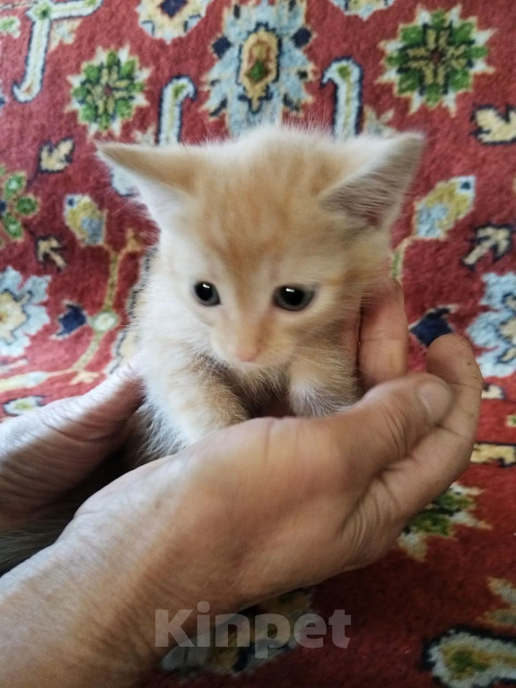 Кошки в Ленинске-Кузнецком: Котёнок в добрые руки Девочка, Бесплатно - фото 3