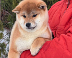 Собаки в Москве: Сиба-ину мальчик Мальчик, 50 000 руб. - фото 2
