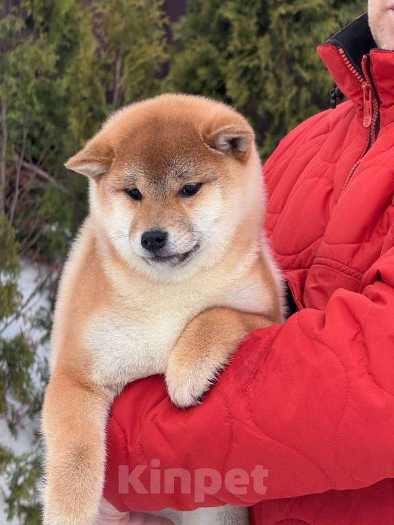 Собаки в Москве: Сиба-ину мальчик Мальчик, 50 000 руб. - фото 2