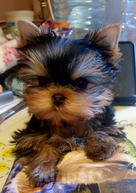 Собаки в Москве: Щенки йоркширского терьера Девочка, 70 000 руб. - фото 1