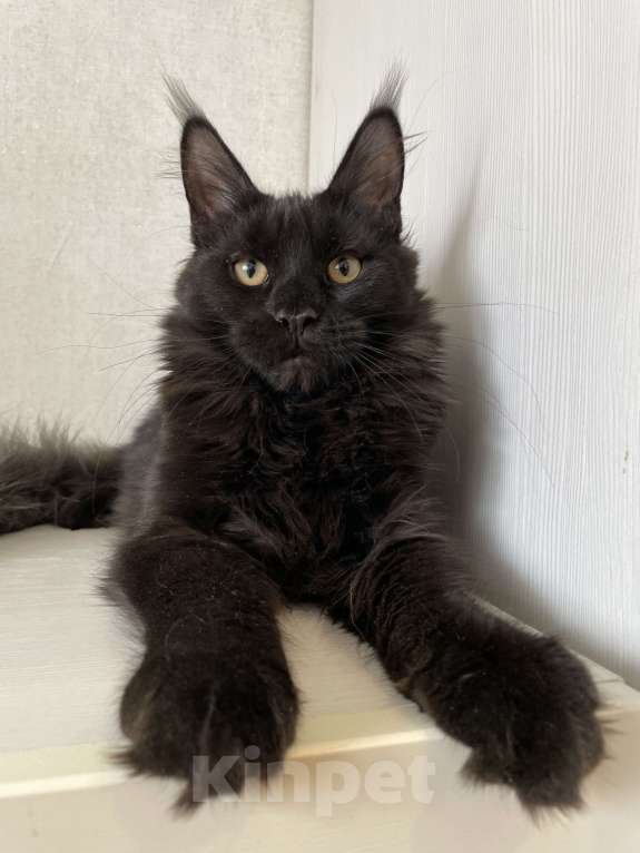 Кошки в Ижевске: Мейн-кун мальчик с документами Мальчик, 60 000 руб. - фото 1