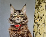 Кошки в Москве: Котёнок Мейн-кун Девочка Девочка, 40 000 руб. - фото 1