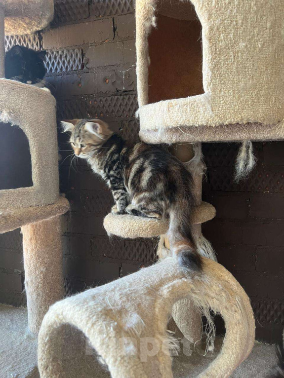 Кошки в Краснодаре: Шикарная кошечка с зелеными глазками Девочка, 35 000 руб. - фото 6