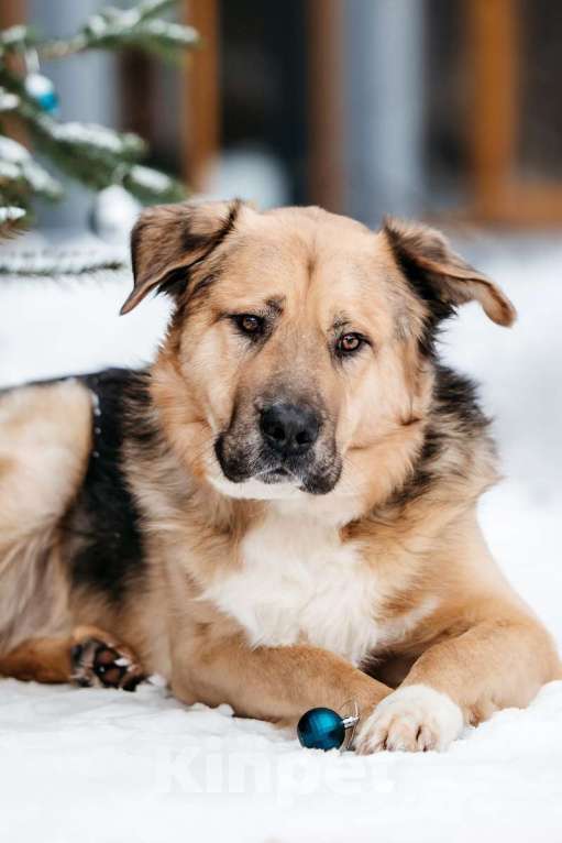 Собаки в Москве: Дынечка - плюшвый мишка в добрые руки! Мальчик, Бесплатно - фото 8