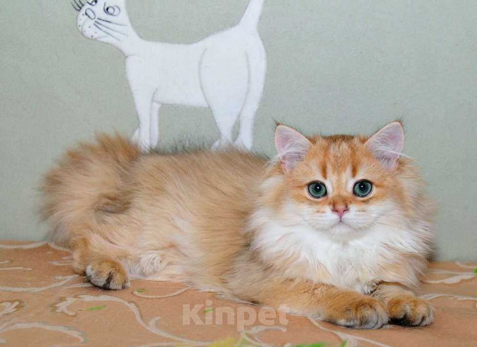 Кошки в Рыбинске: Британский золотой зеленоглазый мальчик 3 мес Мальчик, 25 000 руб. - фото 1