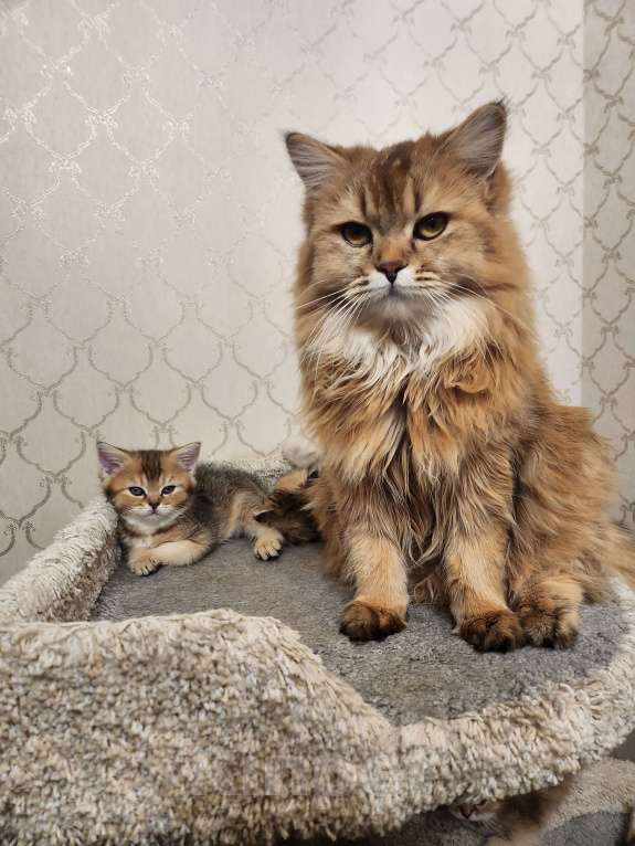 Кошки в Москве: Шотландские  котята  Мальчик, 30 000 руб. - фото 3