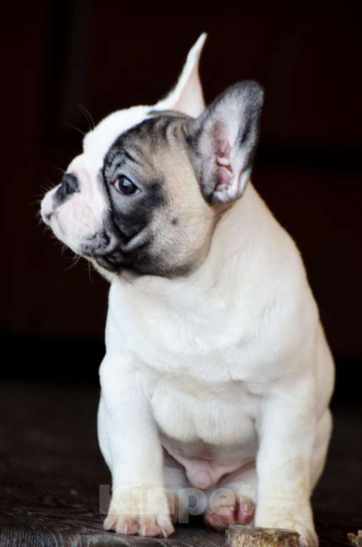Собаки в Старом Купавне: Щенок Французский бульдог Мальчик, Бесплатно - фото 1