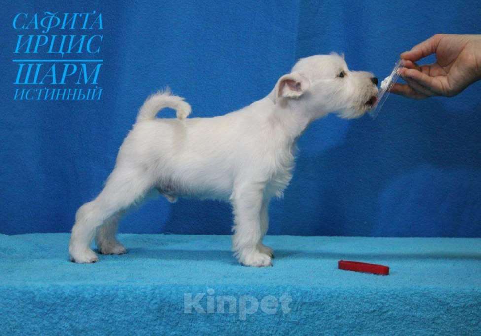 Собаки в Омске: Щенки цвергшнауцера Мальчик, Бесплатно - фото 4