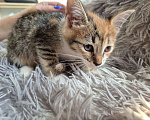 Кошки в Саратове: Котёнок  Девочка, Бесплатно - фото 4