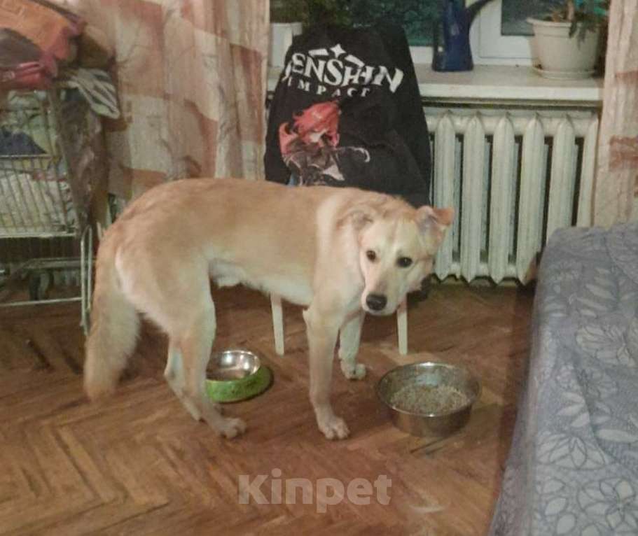 Собаки в Санкт-Петербурге: Отдам собаку в доьрые руки Мальчик, Бесплатно - фото 3