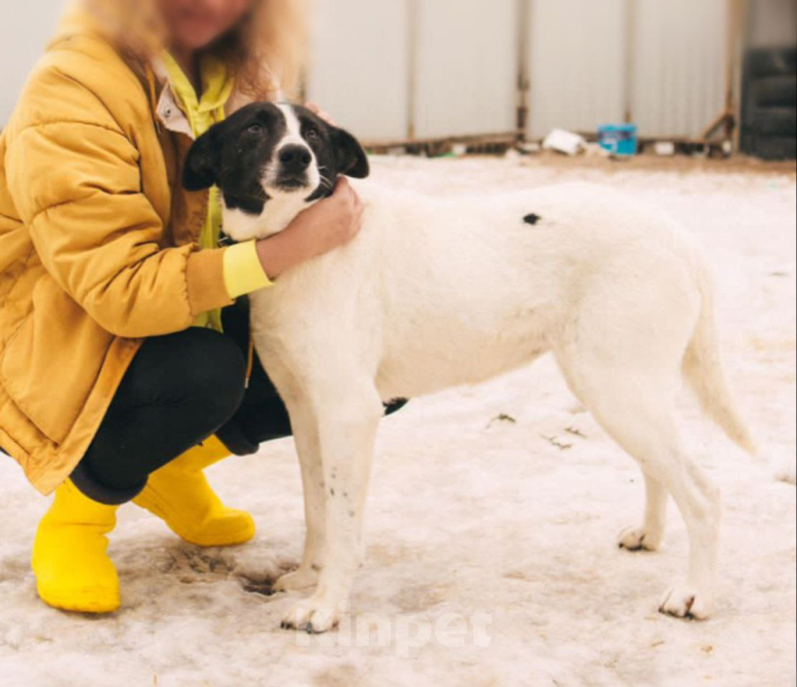 Собаки в Рязани: Бэт - стройная воспитанная собака Девочка, Бесплатно - фото 2