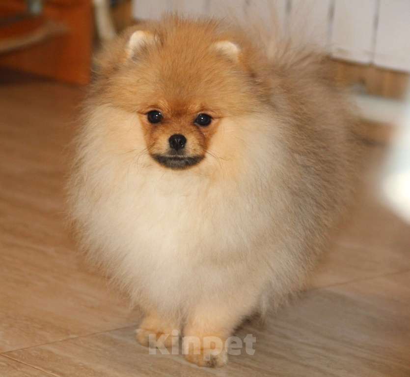 Собаки в Раменском: Царевич Елисей Мальчик, 40 000 руб. - фото 1