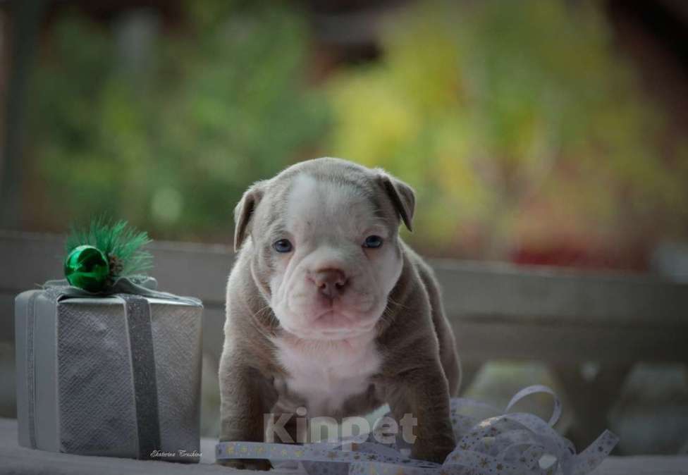 Собаки в Балашихе: Щенок американского булли Девочка, 150 000 руб. - фото 1