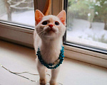 Кошки в Болхове: Тайские котята, 5 000 руб. - фото 1