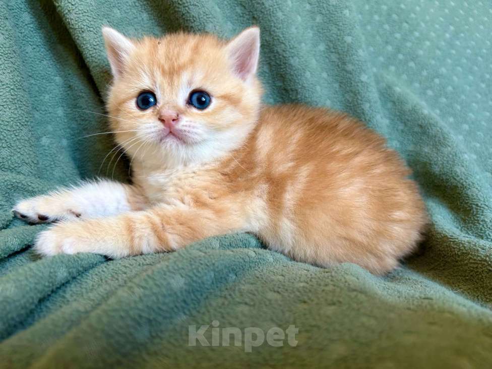 Кошки в Москве: Золотой мраморный шиншилла котик Мальчик, 35 000 руб. - фото 4