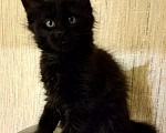 Кошки в Майкопе: Мейн-кун мальчик Мальчик, 35 000 руб. - фото 1