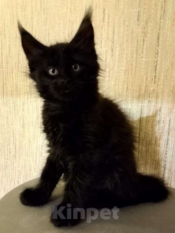 Кошки в Майкопе: Мейн-кун мальчик Мальчик, 35 000 руб. - фото 1