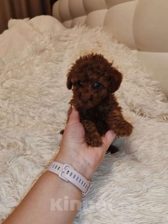 Собаки в Ельце: Щенки той-пуделя Девочка, 60 000 руб. - фото 2