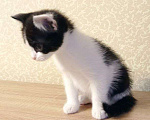 Кошки в Новокузнецке: Отдам в хорошие руки кошечку.  Девочка, Бесплатно - фото 2