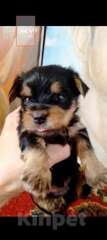 Собаки в Электрогорске: Йокшерский терьер  Девочка, 600 000 руб. - фото 8