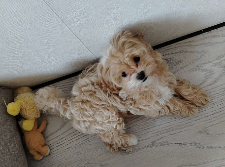 Мальтипу Луна