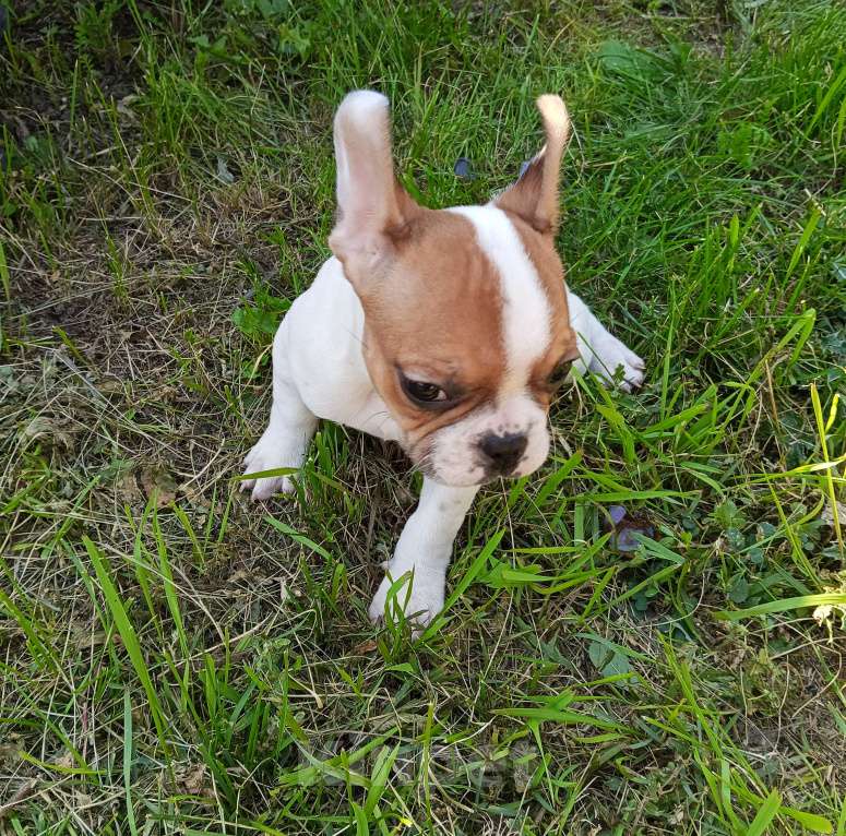 Собаки в других городах Самарской области: Щенок французского бульдога Мальчик, 30 000 руб. - фото 3