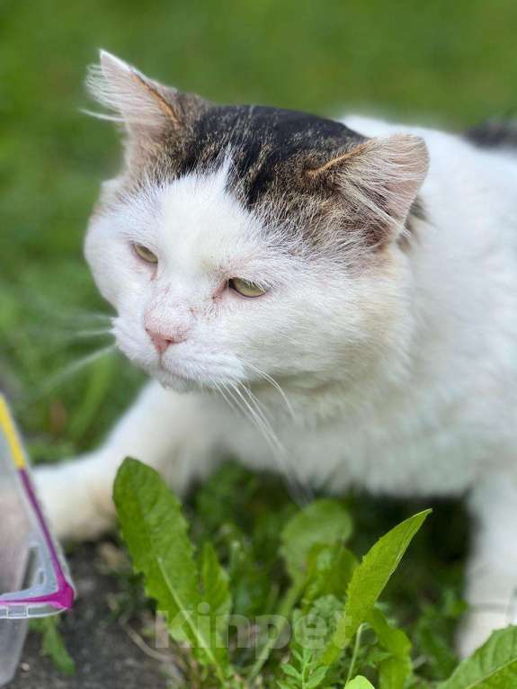 Кошки в Можайске: Марс кот настоящий. Такой же завораживающий, как планета, чьим именем он назван. Приносит удачу! Мальчик, Бесплатно - фото 10