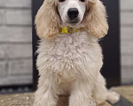 Собаки в Санкт-Петербурге: Девочка среднего пуделя,белого окраса Девочка, 150 руб. - фото 8