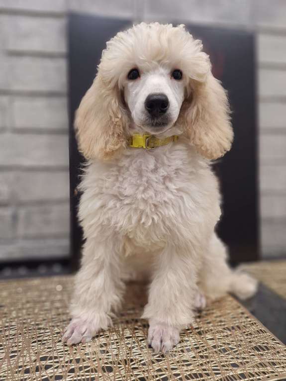 Собаки в Санкт-Петербурге: Девочка среднего пуделя,белого окраса Девочка, 150 руб. - фото 8