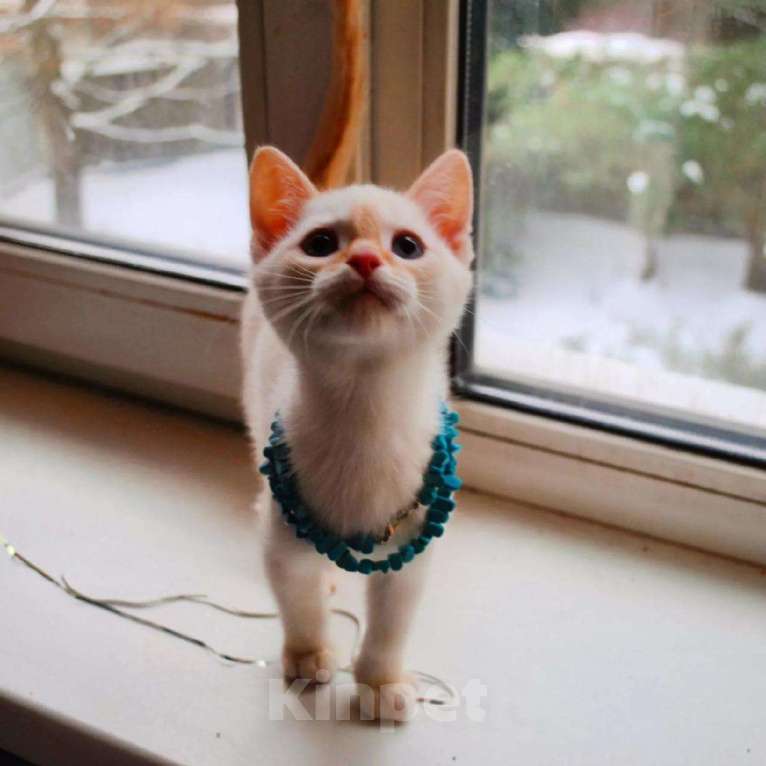 Кошки в Болхове: Тайские котята, 5 000 руб. - фото 1